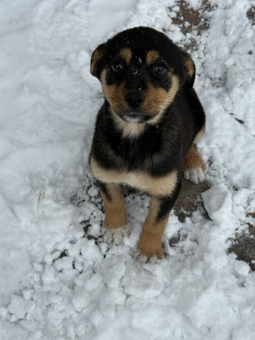 Малки кученца *Подарявам*