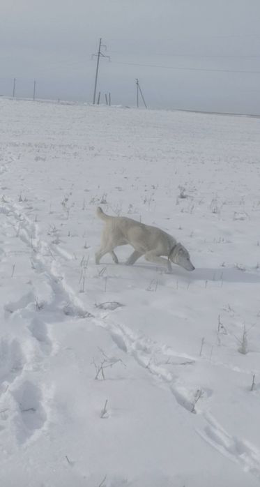 Тобет Казакхский 6 Ай 80000