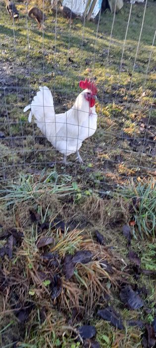 Vand cocosi La bresse