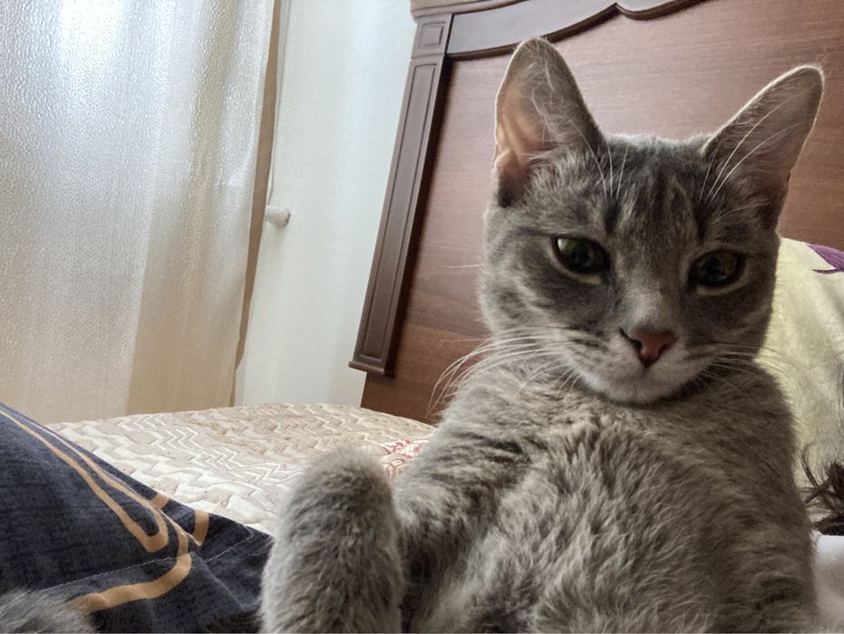 Пропала кошка!!!