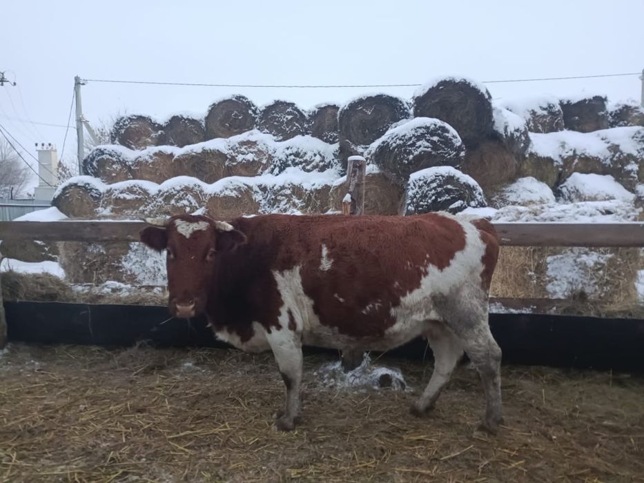 Продаётся молочные корова