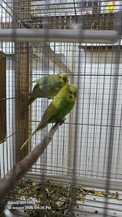Продаётся радужный попугай