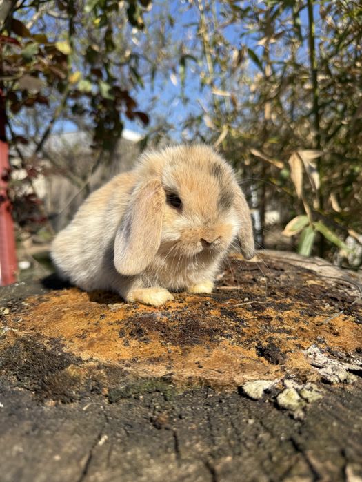 Berbec pitic (holland loop)