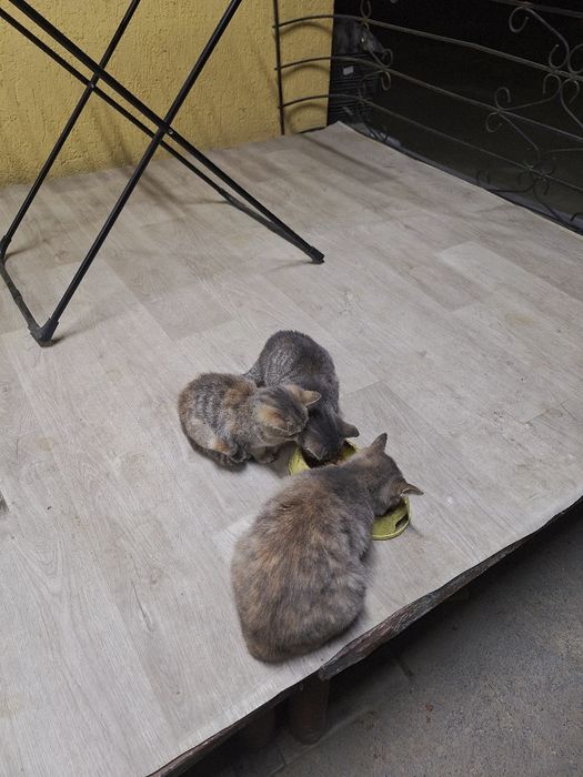 Миленькие котята