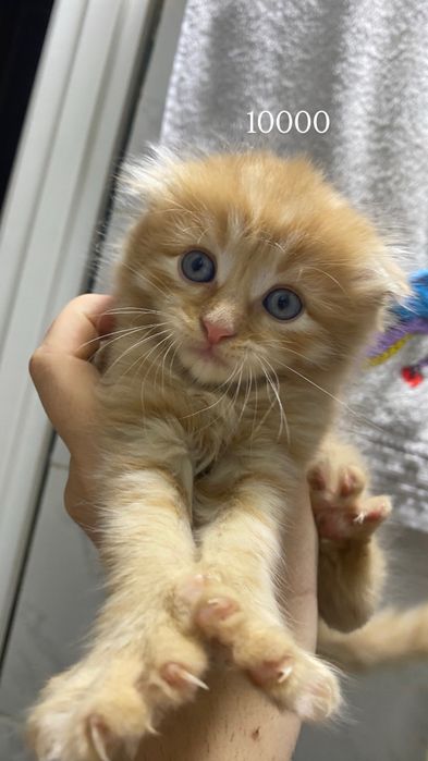 Продам котят очень красивые