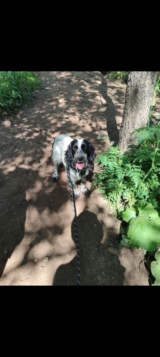 Спаниель щенки продам