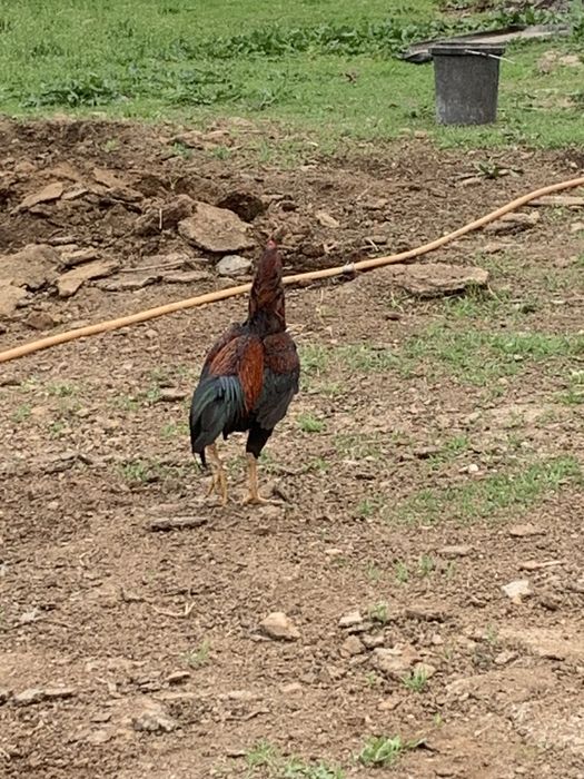 Қораз бойцевский