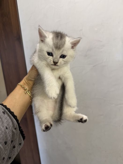 Продаю породистых котят скотиш страйт. Котята родились 27 марта. .