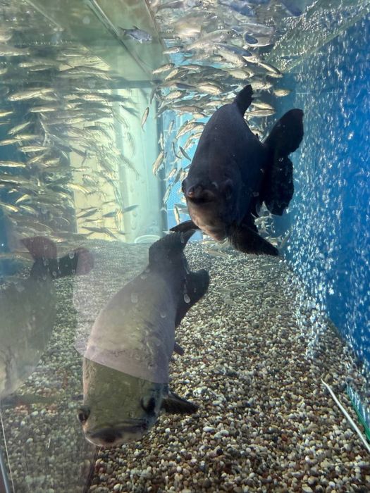 Arapaima 65sm xishnik