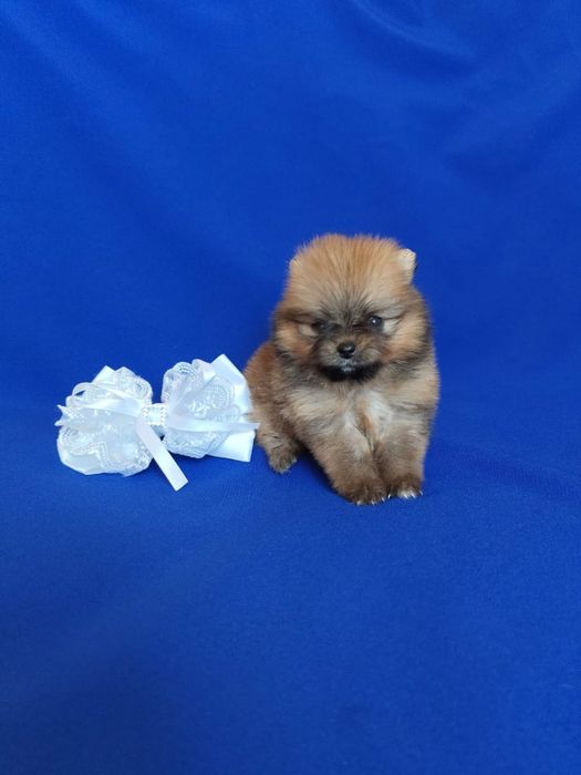 Щпицы разного окраса девочки и мальчики