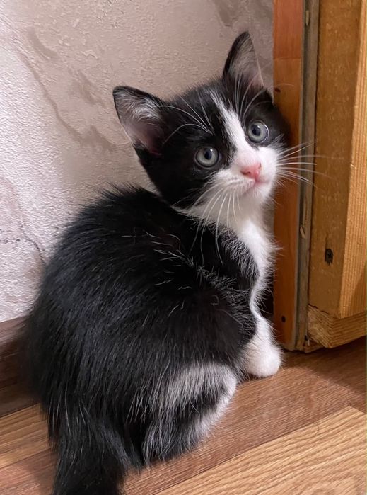 Котенки мальчики в добрые любящие руки