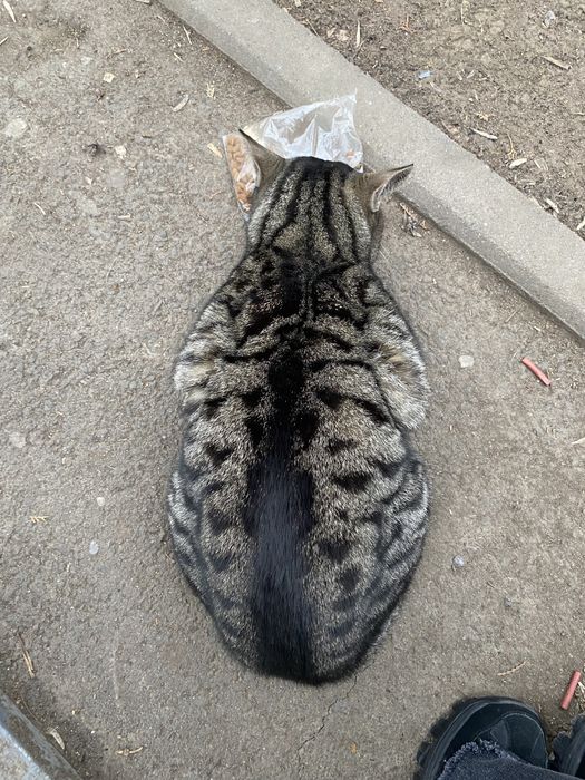 Найден кот некастрированный!