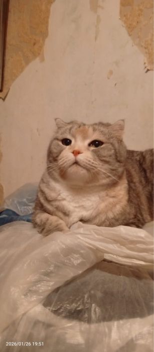 Кошечка шейла ищет дом