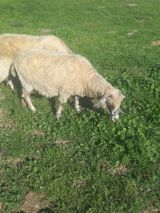 Vând o oaie tânără cu 3 miei