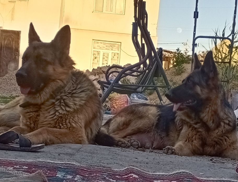 Щенки немецкой овчарки