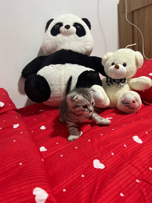 Toza qon Scottish Fold, 2 oylik, o‘g‘il bola, juda shirin