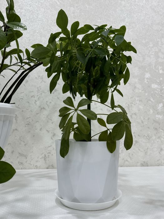 шефлер комнотные расстения