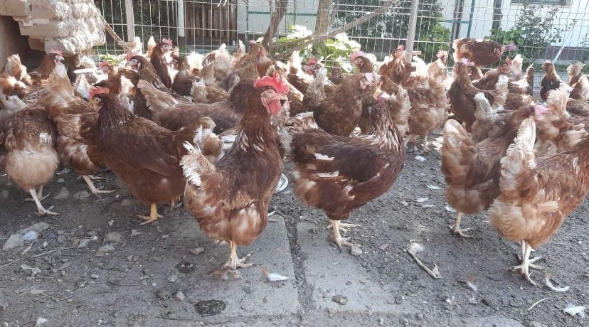 Vand pui carne, pui colorati, gaini rosii