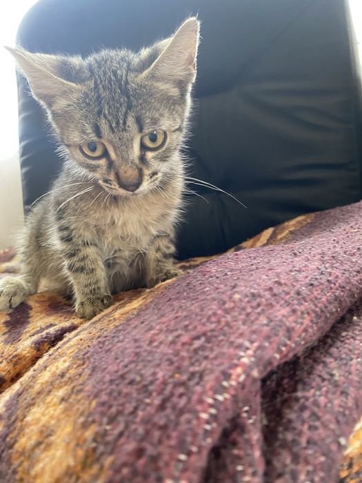 Adoptie pisicute