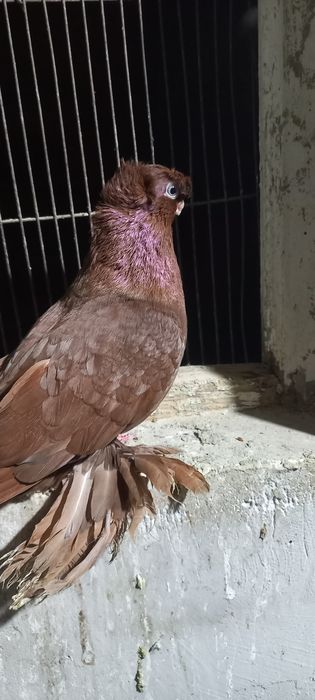 Голуби на продажу город Шымкент