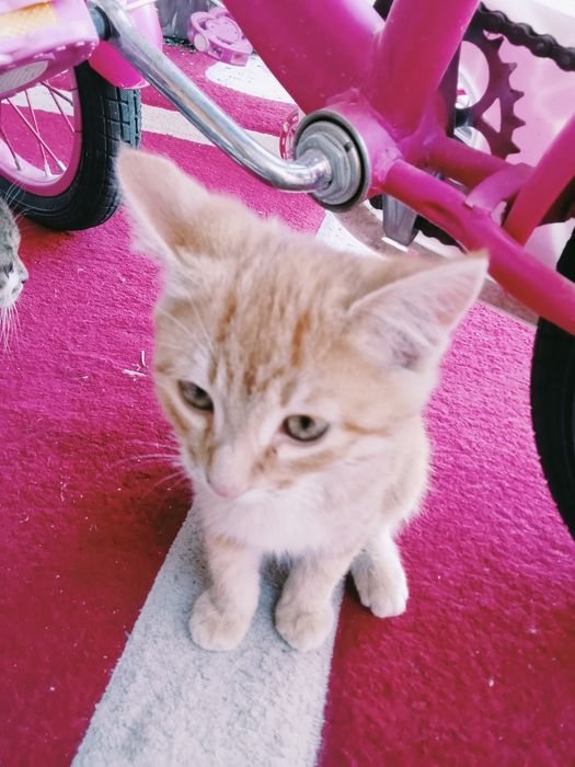 Кошки продаеться