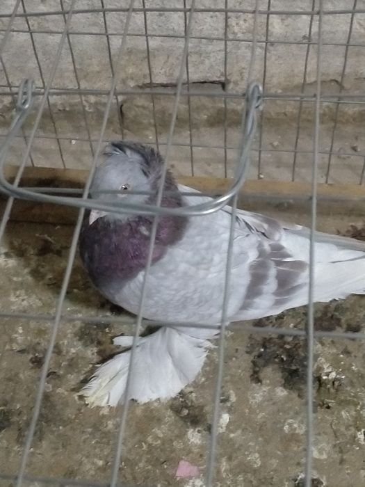 Продаётся сиреневый самец