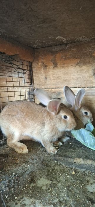 Iepuri de vânzare