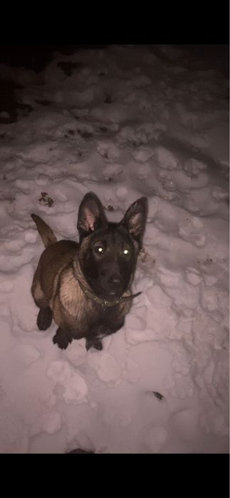 Продаю бельгийскую овчарку