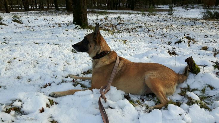 Продам щенка бельгиской овчарки