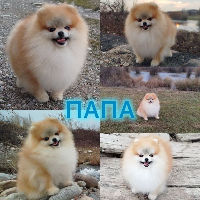 Померанский шпиц (крохотная девочка)