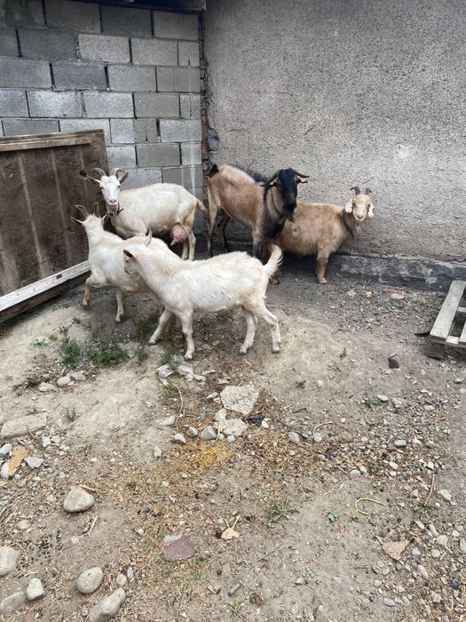 Ешкі, лақтар. Коза, козлята