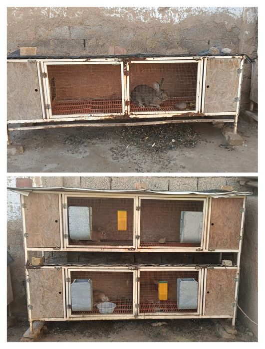 SROCHNO Quyonlar Sotiladi.