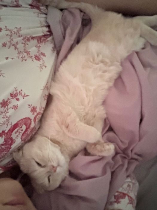 Кот вислоухий, 1 год