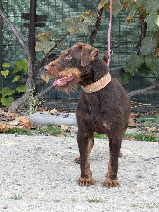 Mascul Jagd Terrier jagdterrier