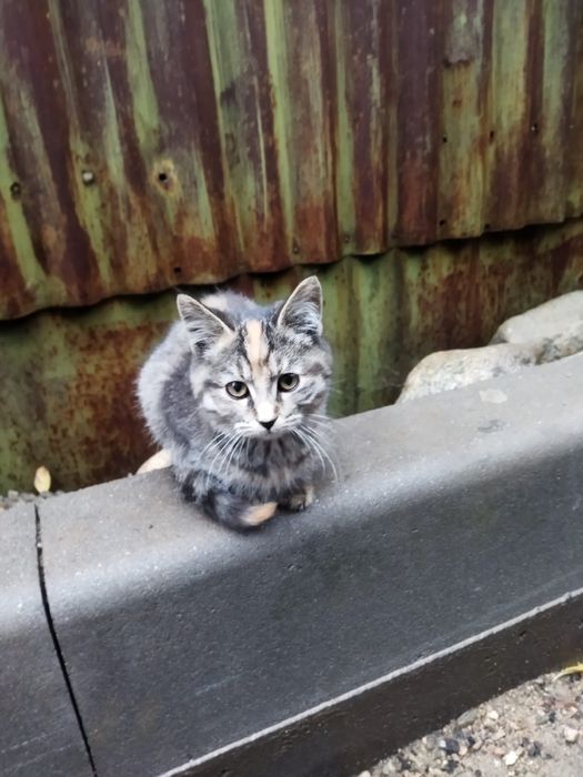 Отдам котят в хорошие руки