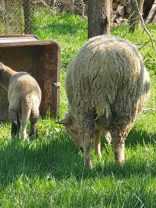 Vând berbec de carne