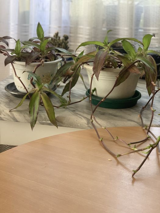 Золотой ус лечебный