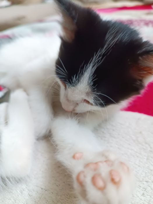 Котенок мальчик в добрые руки