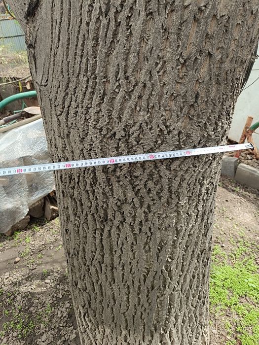 Отдам дерево орех на спил