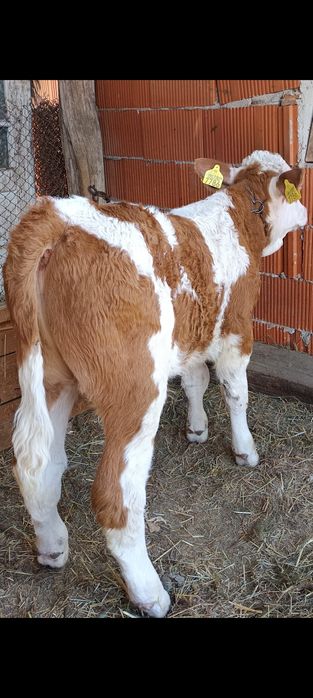 Vând vițel bălțat românesc