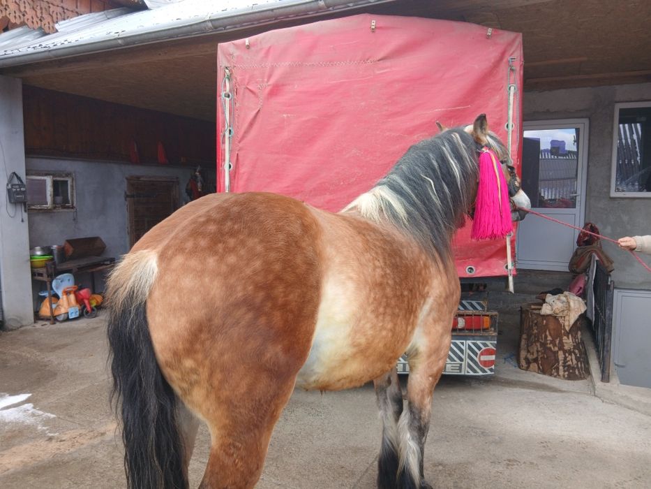 Mânz 2 ani de vânzare