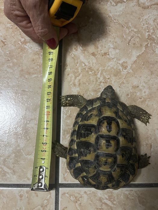 Testoase terestre Testudo 15 cm