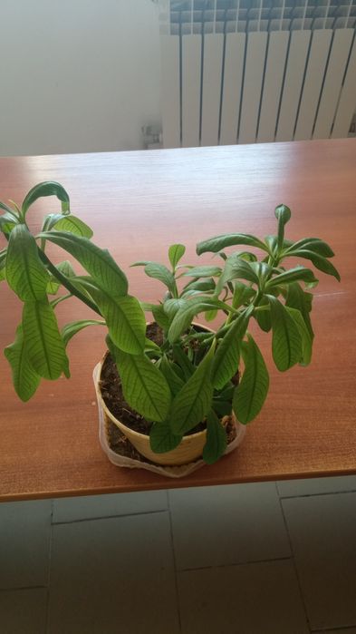 Цветы для дома и для офиса