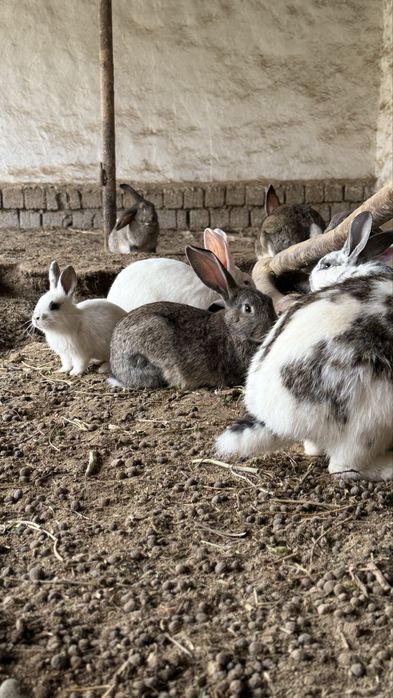 Домашние кролики