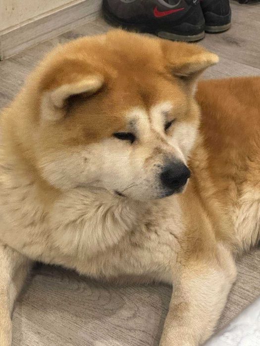 Акита Ину Родословие