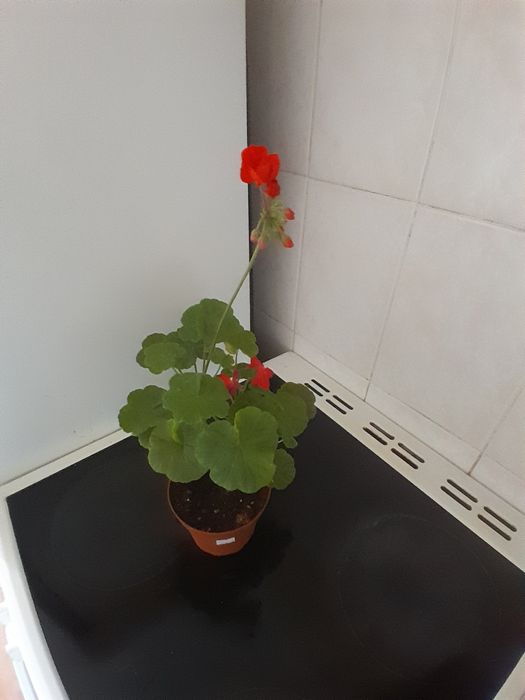 Продам комнатные цветы