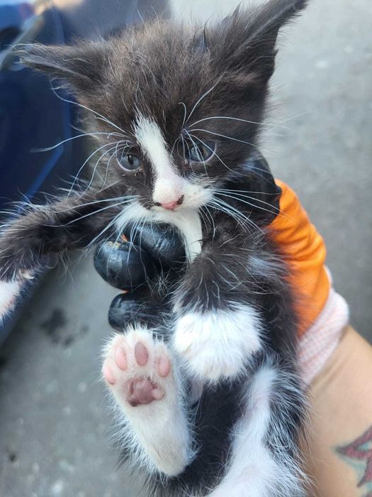 Котята ищут дом.