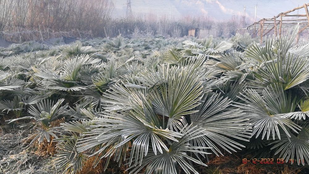 Пальма Трахикарпус Palma Trachycarpus gul