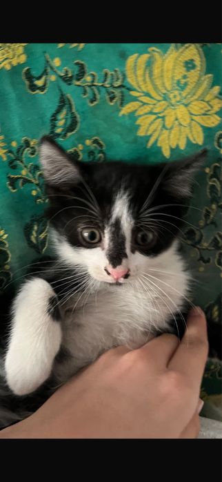 котята-котенки