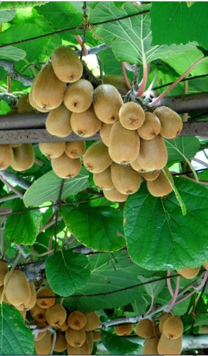 Pomi Fructiferi Exotici (Kiwi )